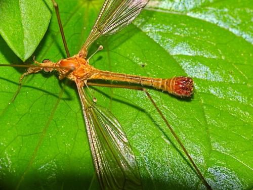 Réf. 341 994 : Tipula lunata